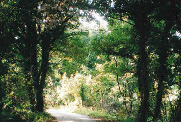 Cucurrian Valley - local walk